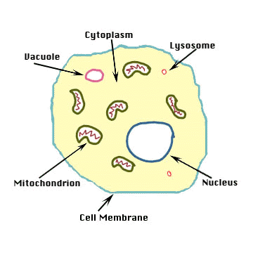Human_cell_diagram Human_cell_diagram