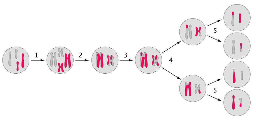 Meiosis_main_steps.svg Meiosis_main_steps