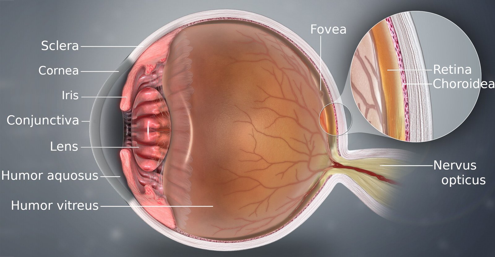 3D_Medical_Animation_Eye_Structure
