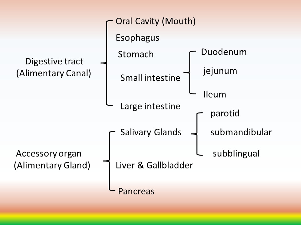 Digestive system Digestive-system