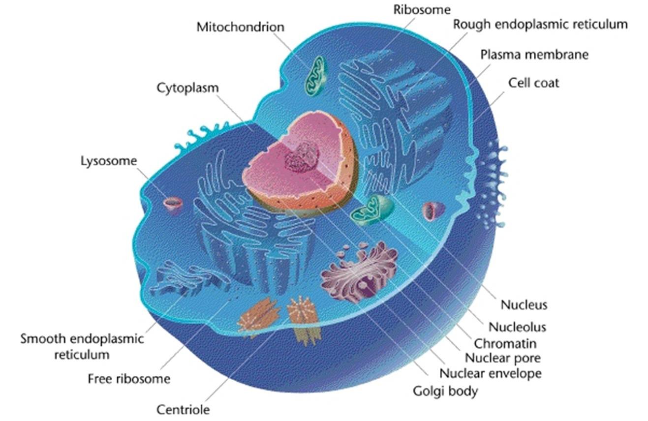 Eukaryotic_Cell_(animal) Eukaryotic_Cell_(animal)