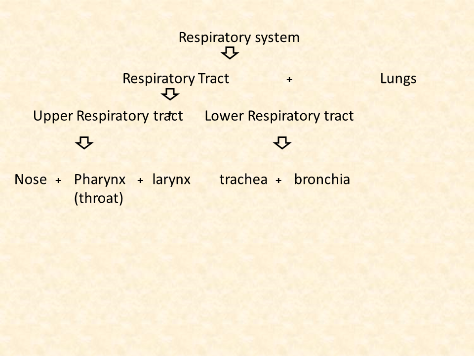 Respiratory system Respiratory-system
