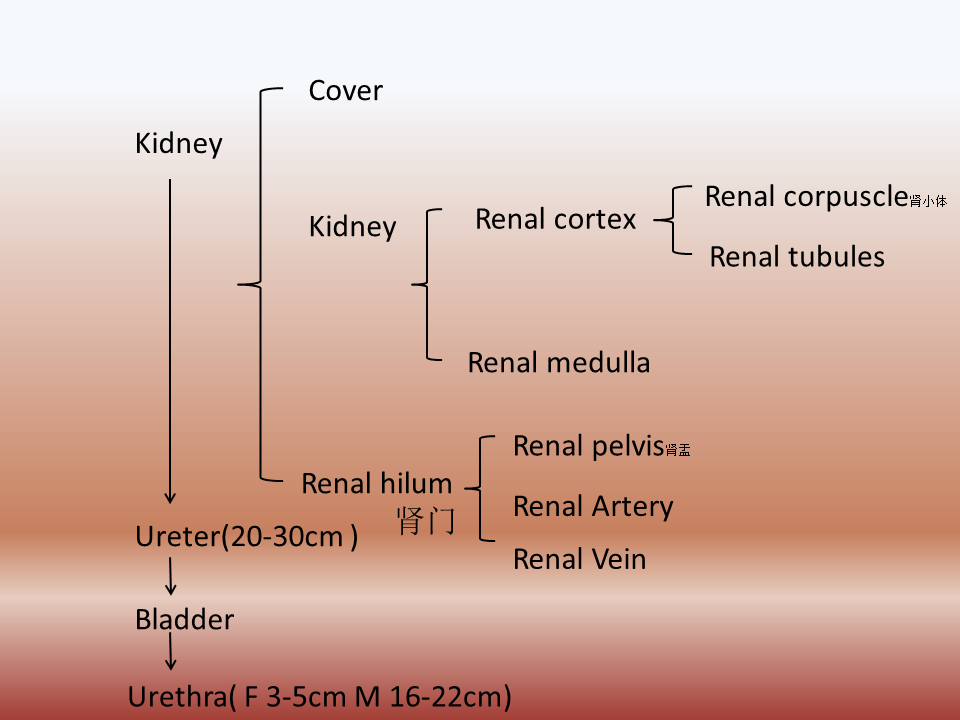 Urinary system Urinary-system