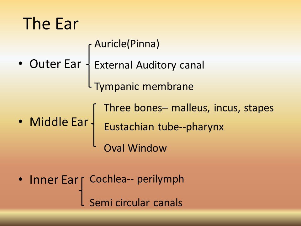 Ear