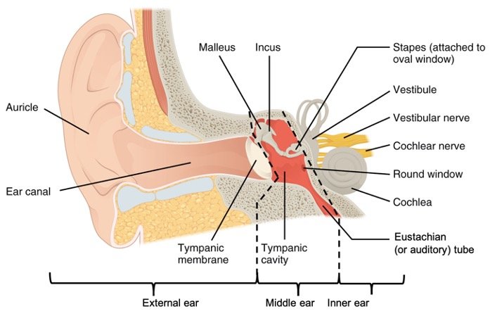 Ear Anatomy