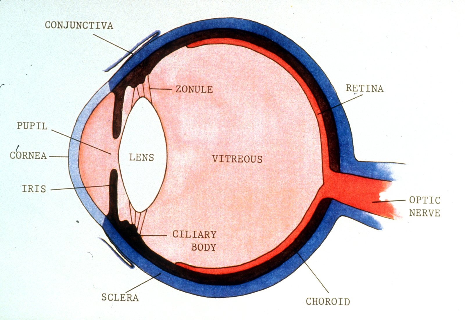 eye anatomy