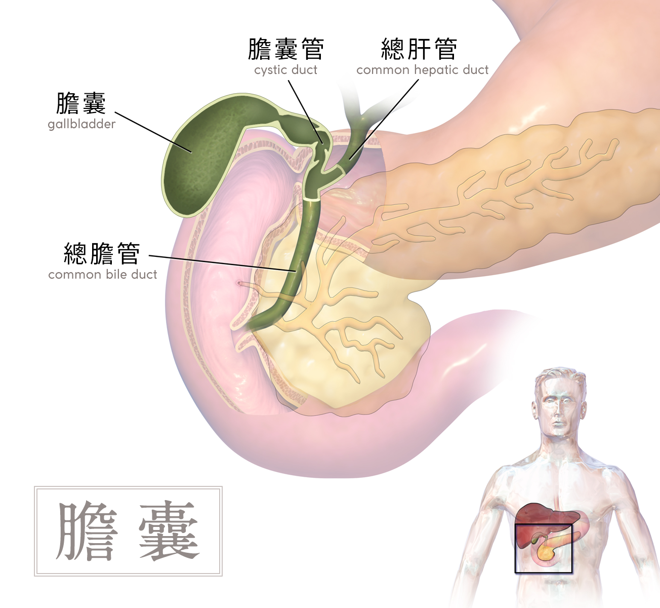 Gallbladder-胆